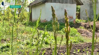 У селі на Хмельниччині збирають перший врожай спаржі