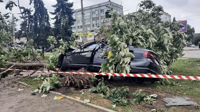У Кропивницькому водій легковика врізався у деерво павловнії – Суспільне Кропивницький