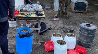 На Буковині у чоловіка вилучили 70 кілограмів канабісу: відомо, як його утилізовуватимуть