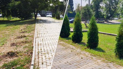 "Дерева силою видерли, їх ламали, трощили". На Набережній у Кропивницькому вирвали 15 туй