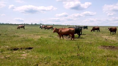 Суд, бійка, пасовище, село, штраф, кримінал