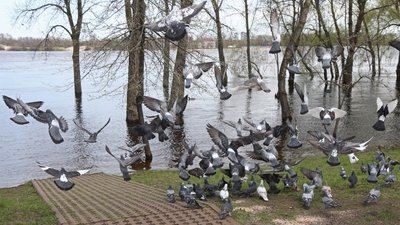 Як у квітні: у Києві рік розпочався з температурних рекордів