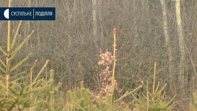 "Вони будуть стояти до березня", - у Хмельницькому відкрили ялинкові базари