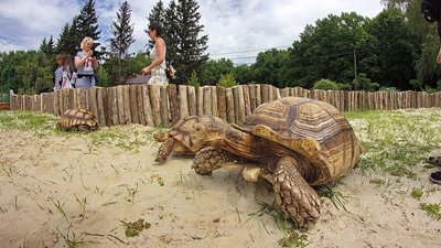 Поповнення в родині 140-кілограмового Габі: у харківському екопарку народилися 14 черепах Поповнення в родині 140-кілограмового Габі: у харківському екопарку народилися 14 черепах