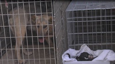 Врятовані у Луцьку цуценята почуваються добре, - Оксана Богданюк Врятовані у Луцьку цуценята почуваються добре, - Оксана Богданюк