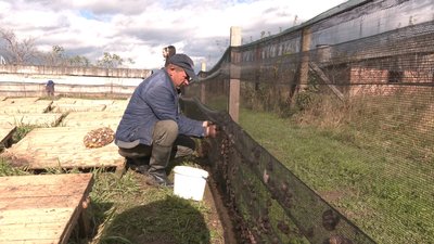 Живий делікатес. Ігор Данюк розводить равликів на Прикарпатті Живий делікатес. Ігор Данюк розводить равликів на Прикарпатті