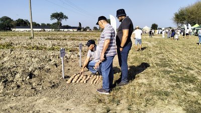 Урожай на Волині: скільки вже картоплі зібрали фермери