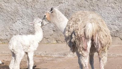 Під час війни в одеському зоопарку народилася лама Під час війни в одеському зоопарку народилася лама