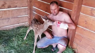 "Купається в ставку, гуляє та вертається": на Рівненщині мисливці виходили самотнє оленятко "Купається в ставку, гуляє та вертається": на Рівненщині мисливці виходили самотнє оленятко