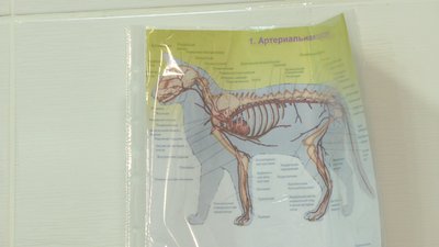 У Черкасах шукають донорів крові тваринам У Черкасах шукають донорів крові тваринам