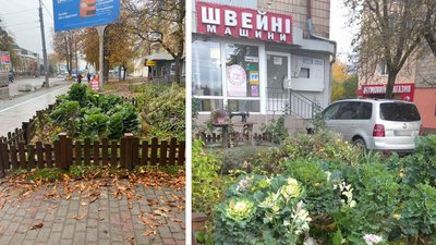 Претензії до паркану: у муніципальній варті Рівного пояснили адмінпротокол на підприємця за облаштовану клумбу