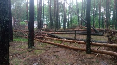 На Волині негода повиривала дерева з корінням