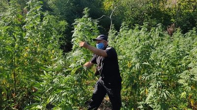 На Луганщині правоохоронці виявили коноплі на 2,5 млн грн