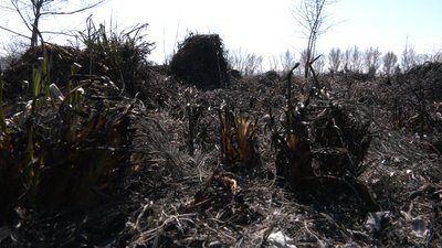 Виїзд обходиться у 20 тисяч. Прикарпатські рятувальники за вихідні загасили 150 пожеж сухостою Виїзд обходиться у 20 тисяч. Прикарпатські рятувальники за вихідні загасили 150 пожеж сухостою