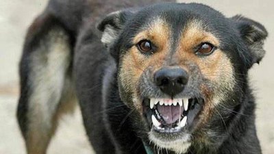 У Таращі виявили сказ у собаки. В районі епіцентру захворювання вакцинуватимуть тварин