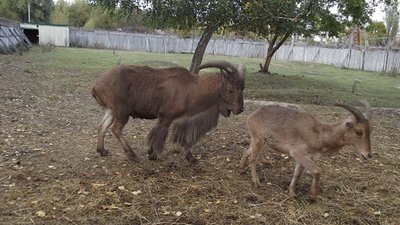 У Подільському зоопарку поповнилися родини гривистих баранів і благородних оленів ОНОВЛЕНО