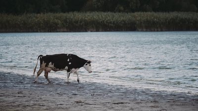 Екологія водойм на Черкащині: Сула річка Екологія водойм на Черкащині: Сула річка