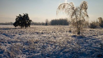 Аномальна погода в Чорнобильському заповіднику: як це вплинуло на дику фауну