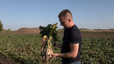 Фермер Олександр Шумський показує, які цукрові буряки вродили на його полі