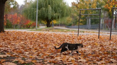 Жовтень у Харкові