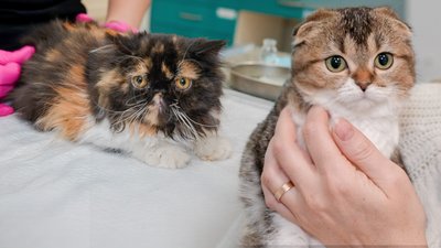 Котокафе Cat Lounge скандал