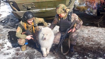 Пес на прізвісько "Хаммер" вже рік служить у бригаді ТрО