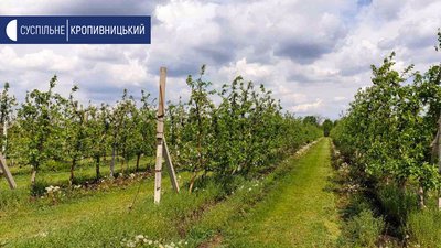На цвітіння яблук заморозки не вплинули