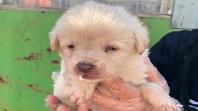 Тернополянка започаткувала у Facebook соціальну ініціативу "Happy Animals Тернопіль" Тернополянка започаткувала у Facebook соціальну ініціативу "Happy Animals Тернопіль"