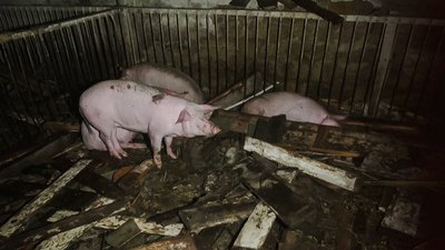 свині після російського удару по агрофірмі "Світанок" у Нововодолазькій громаді
