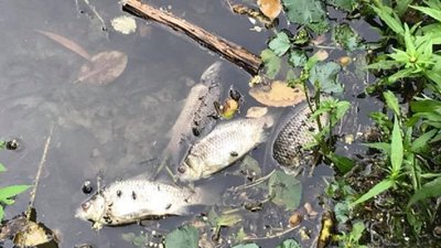 Четвертий день продовжується масовий мор риби на річці Самарі, у селі Вербки, що біля Павлограда