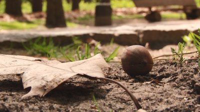 "У місті це безпечно": що не так із червоними дубами, які садять у черкаських парках "У місті це безпечно": що не так із червоними дубами, які садять у черкаських парках