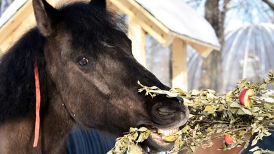 Гуцульський кінь
