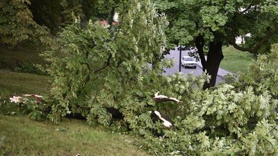 Повалені дерева та знеструмлення: наслідки негоди на Львівщині