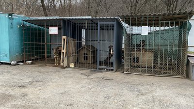 У Полтаві протягом року планують стерилізувати безпритульних тварин У Полтаві протягом року планують стерилізувати безпритульних тварин