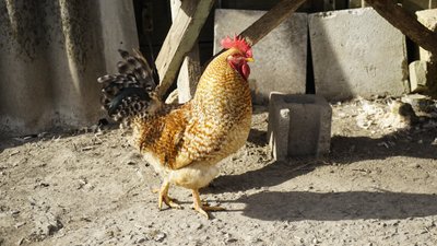 мала комишуваха мала комишуваха
