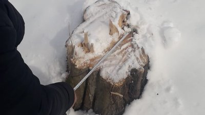 На Прикарпатті лісгосп завдав збитків довкілю на мільйон гривень На Прикарпатті лісгосп завдав збитків довкілю на мільйон гривень