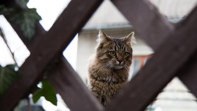 Продюсер "Виховання висотою" прокоментував ситуацію з котами-дублерами для зйомок стрічки