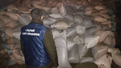 "Вирощували канабіс на держпідприємстві". На Сумщині вилучили наркотики на 55 мільйонів "Вирощували канабіс на держпідприємстві". На Сумщині вилучили наркотики на 55 мільйонів