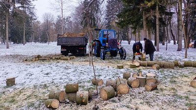 У центральному парку комунальники зрізають аварійні дерева У центральному парку комунальники зрізають аварійні дерева