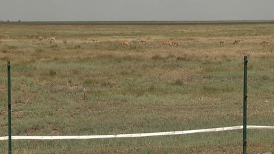 У степах Херсонщини відновлюють популяцію сайгаків У степах Херсонщини відновлюють популяцію сайгаків
