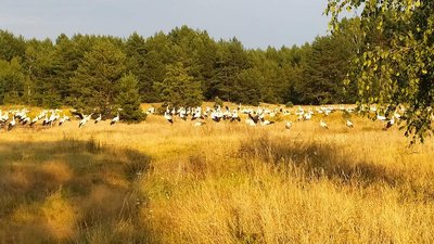 Зграю білих лелек зафіксували на Овруччині працівники Поліського природного заповідника