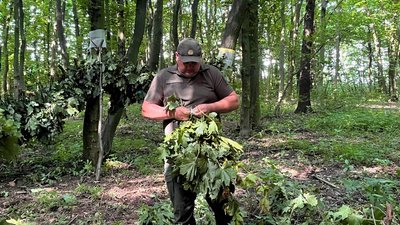 Виготовлення кормових ферментизованих віників Виготовлення кормових ферментизованих віників