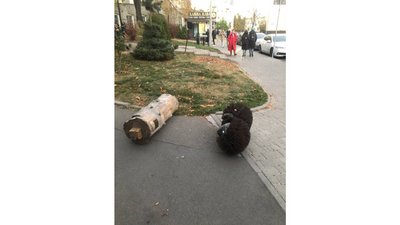 У Києві невідомі зруйнували скульптуру "Їжачка в тумані" У Києві невідомі зруйнували скульптуру "Їжачка в тумані"