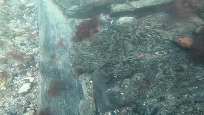 Уламки "Дельменхорста" на морському дні