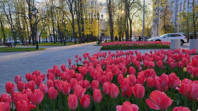 тюльпани, квіти, харків, клумба