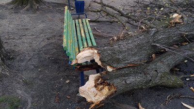 В Харкові на чоловіка впало дерево: що з травмованим В Харкові на чоловіка впало дерево: що з травмованим