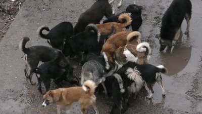 У Херсоні притулок для бездомних тварин опинився на межі закриття. СУСПІЛЬНЕ | ВІДЕОНОВИНИ