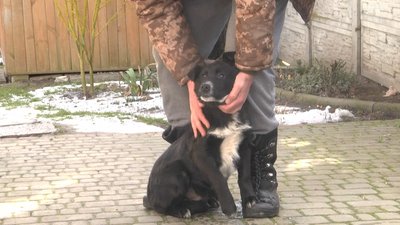 На Львівщині зросла кількість випадків сказу серед тварин На Львівщині зросла кількість випадків сказу серед тварин