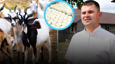 Кози, які живуть на екофермі в селі Стрілецький Кут, і адміністратор екоферми Романишин