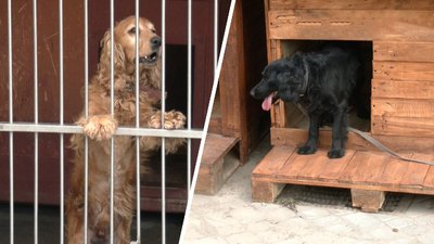 У Львові встановили 12 хатинок для собак